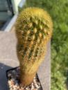 Borzicactus icosagonus